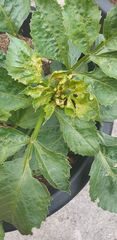 What is wrong with my dahlia?