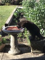 Cat not venturing out of our garden