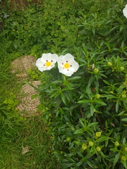 What is this?