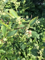Blueberry bush questions