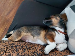 Getting new puppy after losing my last dog to cancer