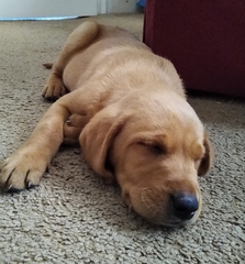 Show me your puppies