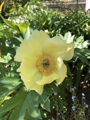 Show us your peonies!