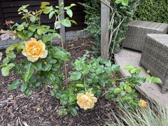 Do my roses need supporting?