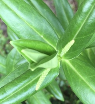Plant I.D