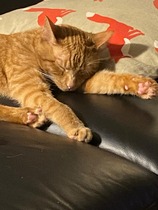 help to settle a very scared cat!