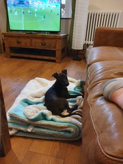 New Whippet