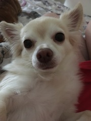 Show me your puppies