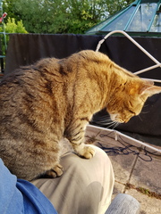 Thug cat part 4.  After all, it's not my Axminster.
