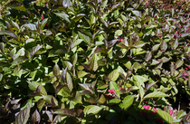 Plant identification please