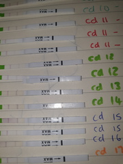 Opk have i surged/ ovulated twice confused?