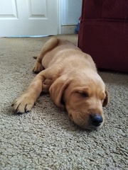 Puppy Survival Thread - May
