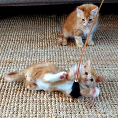 "I can't go out because I have a kitten" aibu?