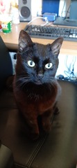 Introductions, rescue to ex-rescue