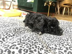 Puppy Survival Thread - May