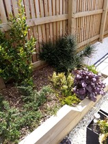 Planted mix of ericaceous and non ericaceous plants - help? New build!