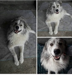 Can I afford another dog?