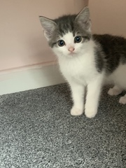 Help sex our kittens please!