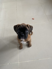 Show me your puppies