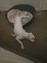 Where does your dog sleep?