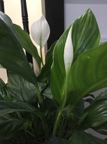 Can anyone identify this houseplant?