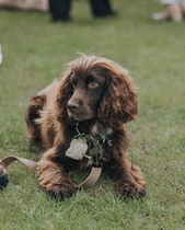 Is there a breed I'm missing?