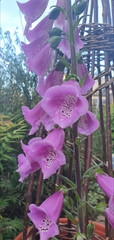 My name is Rosebush and I’m a plant hoarder...anyone else?