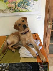 What breed for our first family pup?