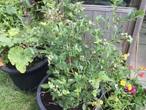 Blueberry bush questions