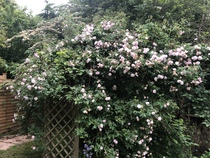 Rose ID