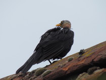 Fledgeling ID anyone please?  It's not a pretty one.