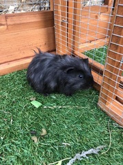 Posting for traffic - anyone with guinea pig breeding knowledge? Escaped boar!!