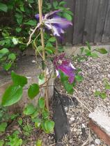 Can either of these be saved?