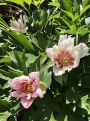 Show us your peonies!