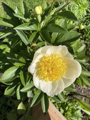 Show us your peonies!