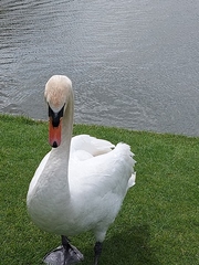 ADs shelter in The Sleeping Swans and have a group hug
