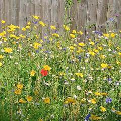 Has anyone actually put real grass IN their garden?