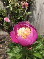 Show us your peonies!