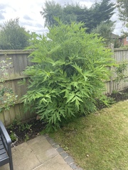 Plant ID please
