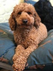 Labradoodle or cockerpoo?
