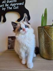 Stunner of a kitten needs a name! Give me your best one.
