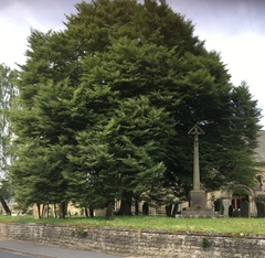 Anyone good with trees? Do you know what tree this is please