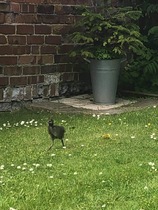 Bird identification