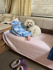 DC scared of puppy