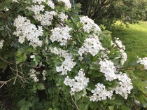 Another plant ID please