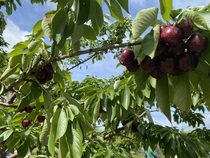 Come and tell me your dull and unexciting news 15: Calmly through the day