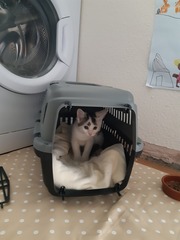 Picking up the kittens tomorrow