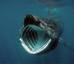 Animals that are...creepy...