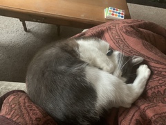 What's your DCat up to today? (Thread 8)