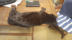 Let's see your sleeping cat pictures